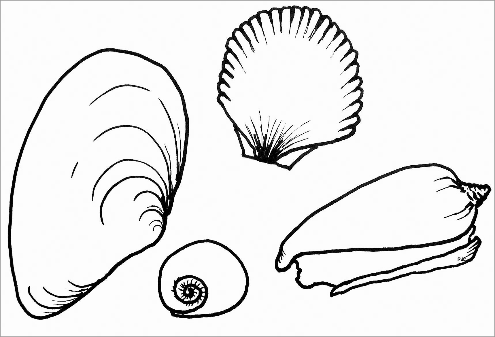 Printable Seashell Coloring Page