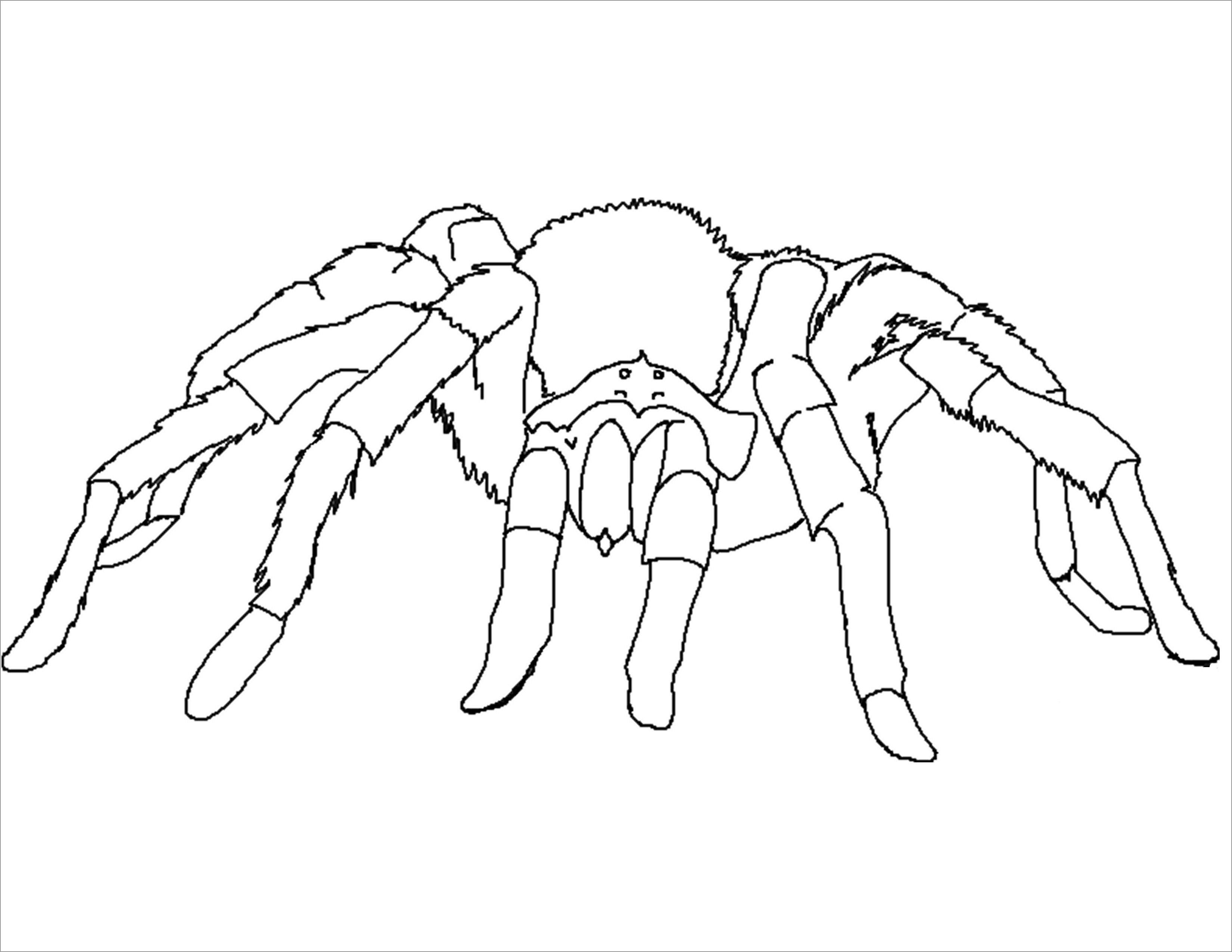 Printable Spider Coloring Page