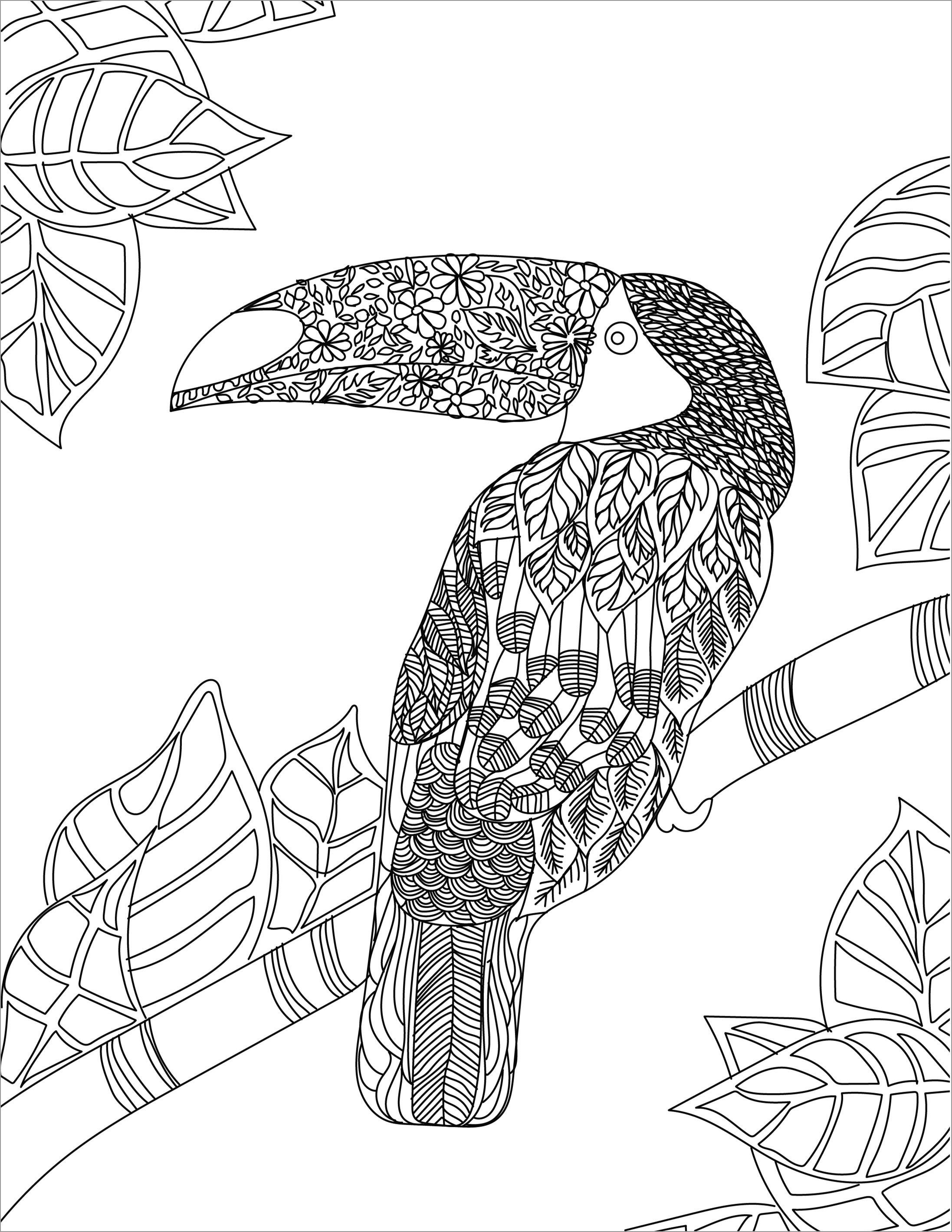 Printable toucan Coloring Page for Adult