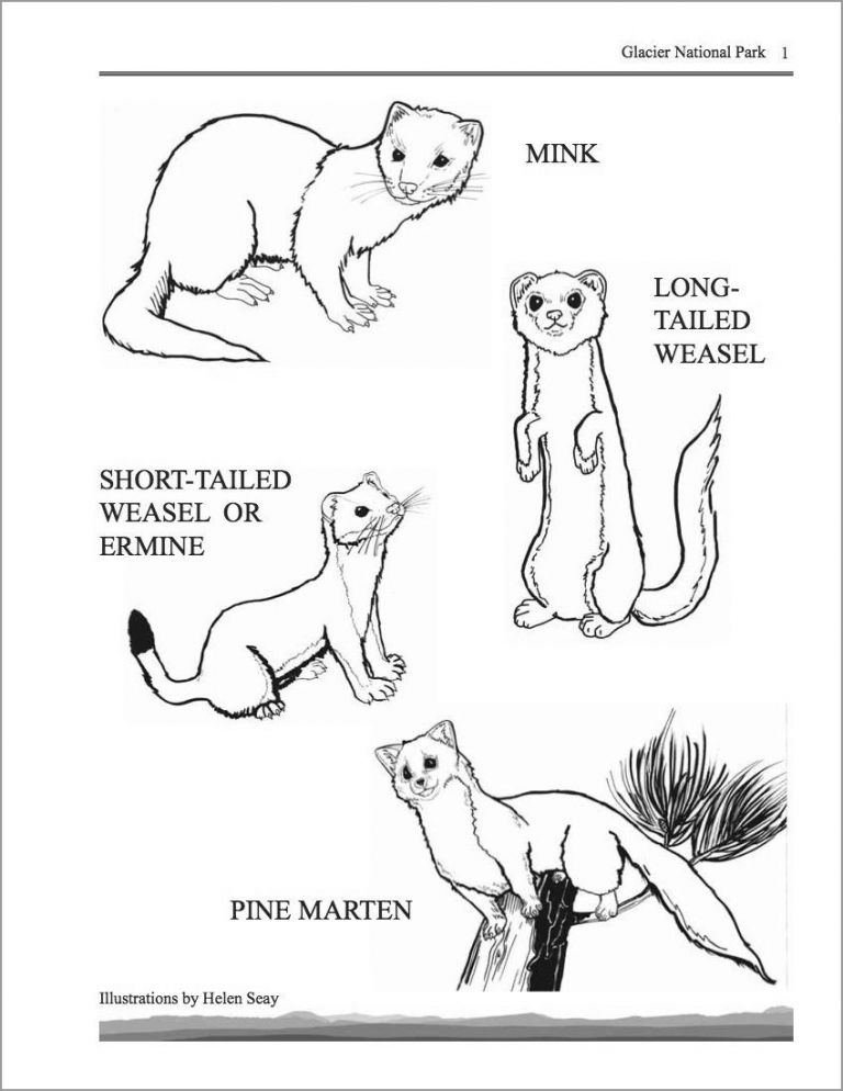 Printable Weasel Coloring Page - ColoringBay