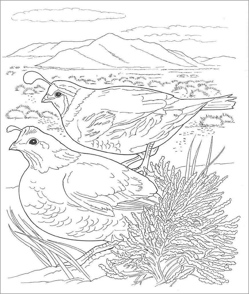 Quail Desert Animals Coloring Page   ColoringBay