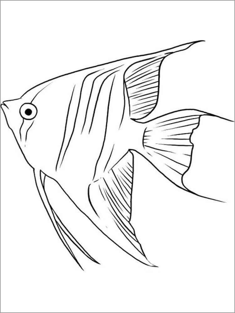 Queen Angelfish Coloring Page