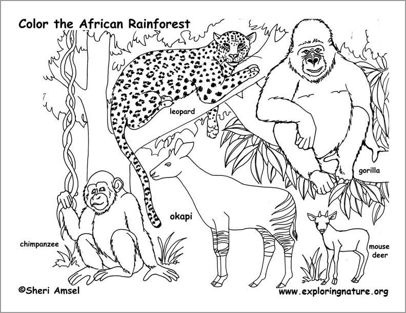 Rainforest African Animals Coloring Page for Kids and Teachers