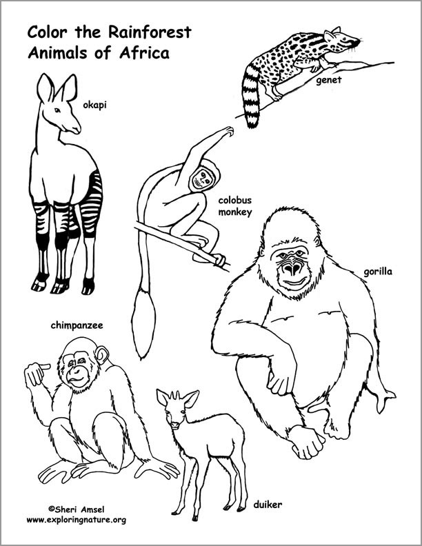 Rainforest African Animals Coloring Page Coloringbay