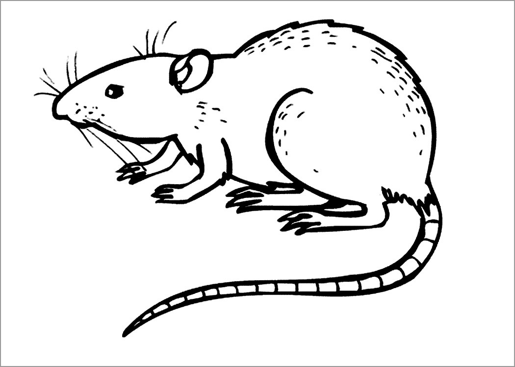 Rat Dangerous Animals Coloring Page