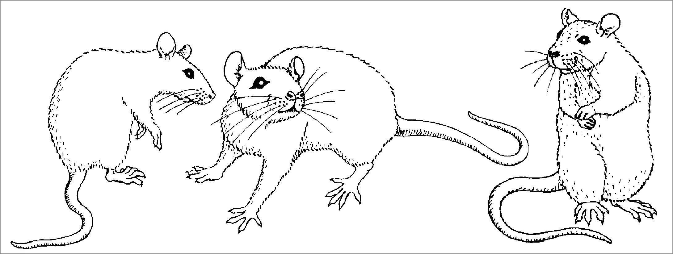 Realisctic Rat Coloring Page