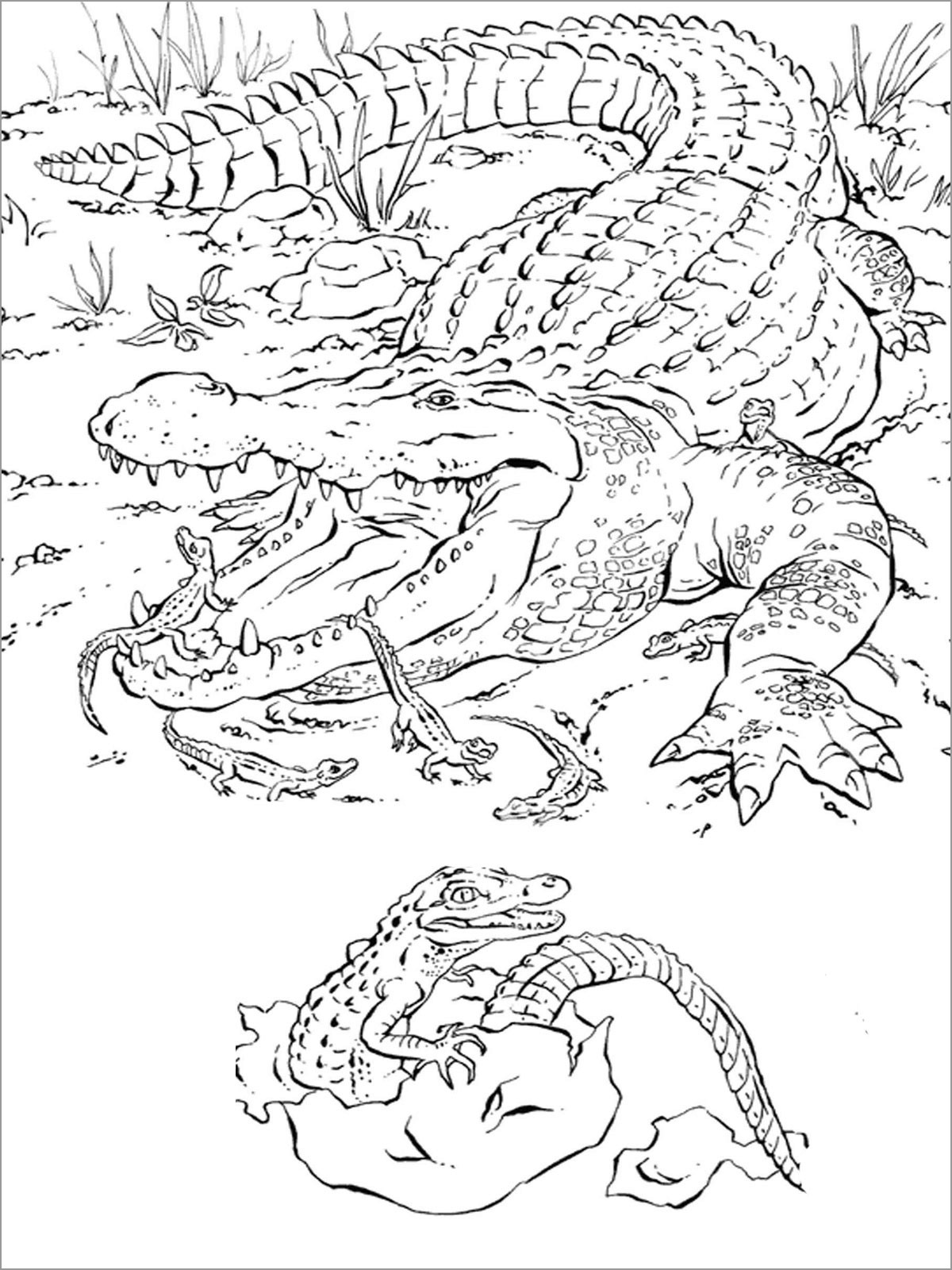 Realistic Alligator Moms and Baby Coloring Page