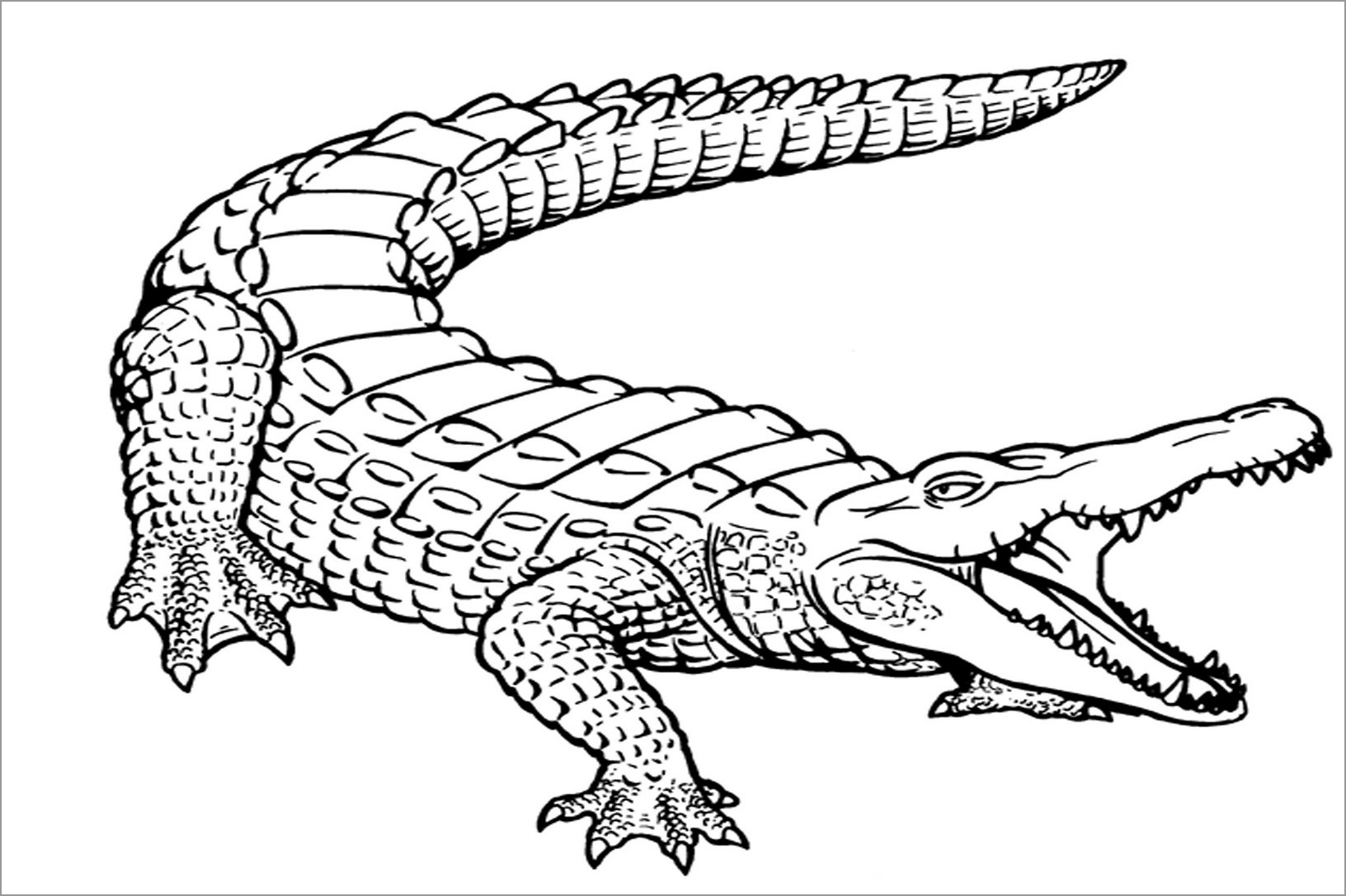 Realistic Alligators Coloring Page