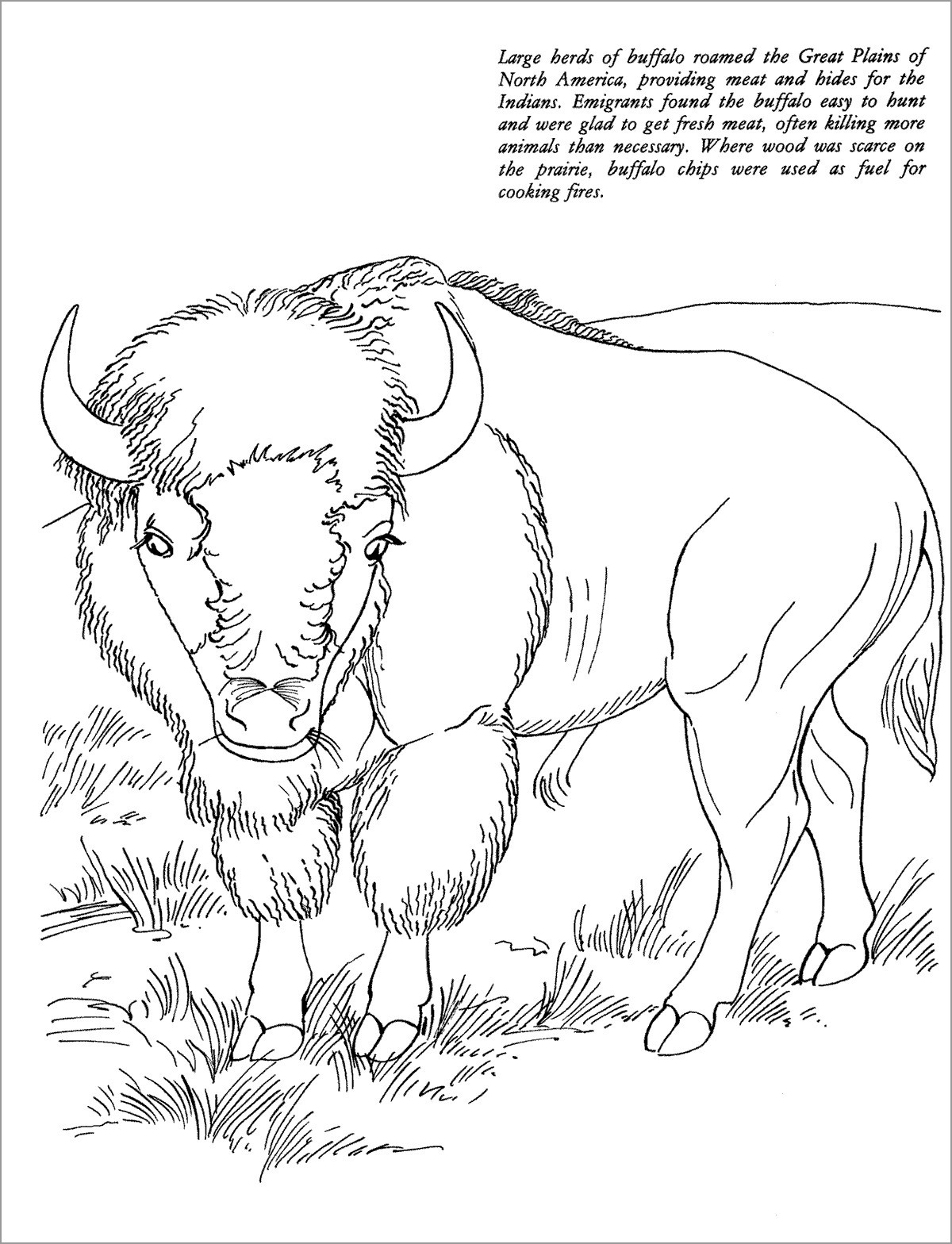 Realistic American Bison Coloring Page