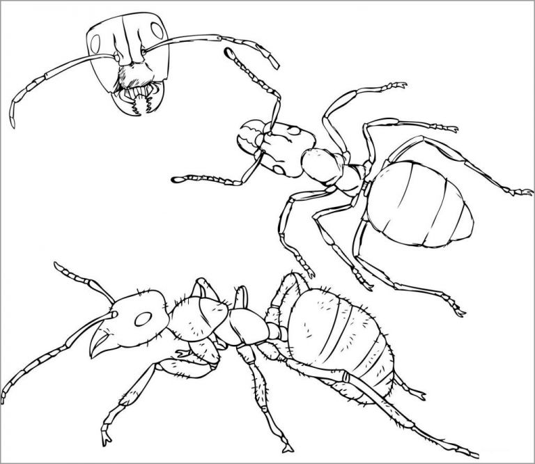 Cute Ant Coloring Page - ColoringBay