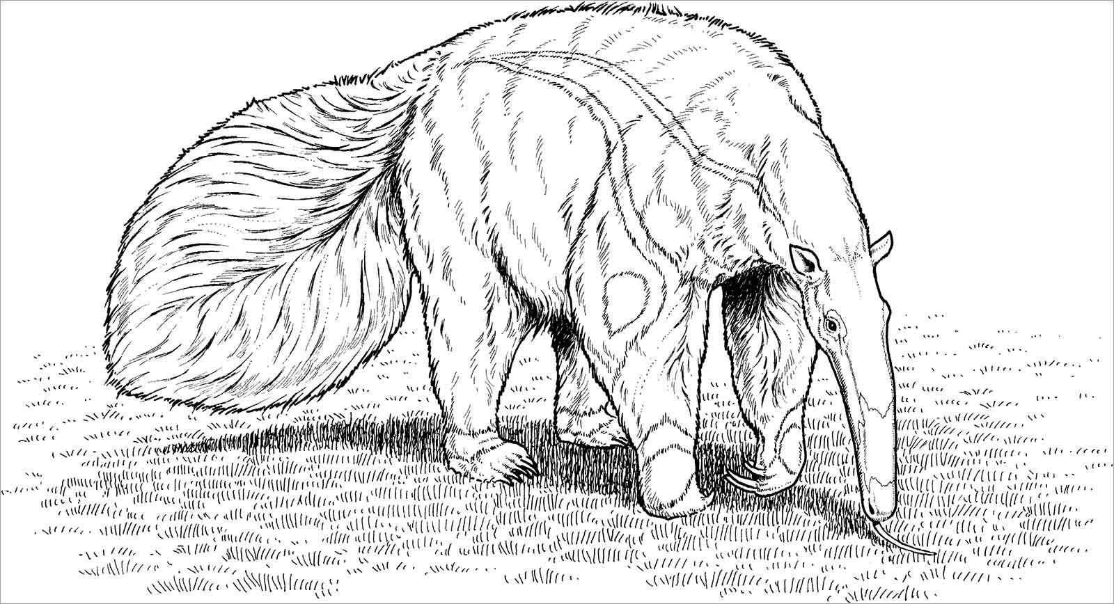 Anteater Coloring Pages