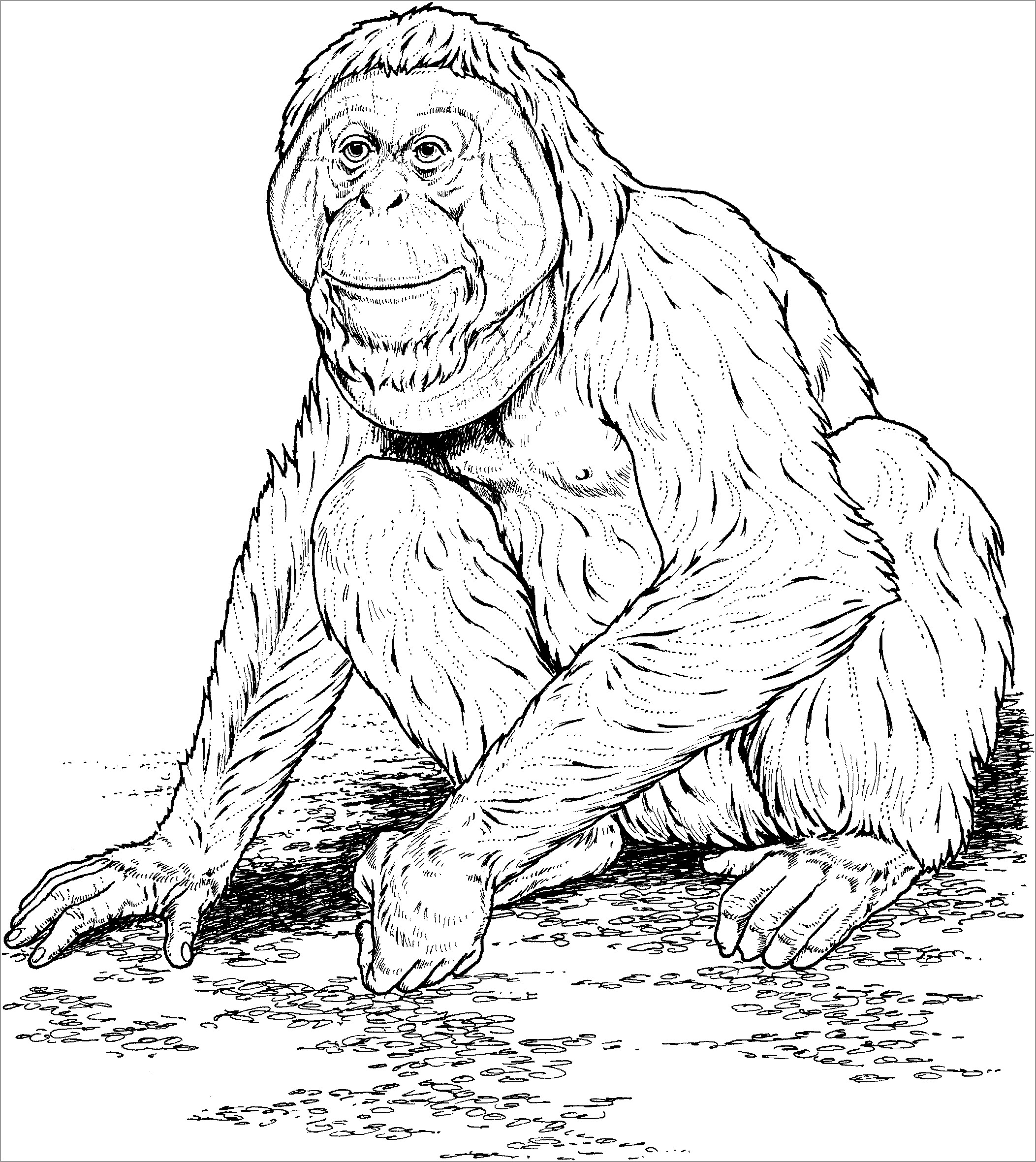 Realistic Apes Coloring Pages