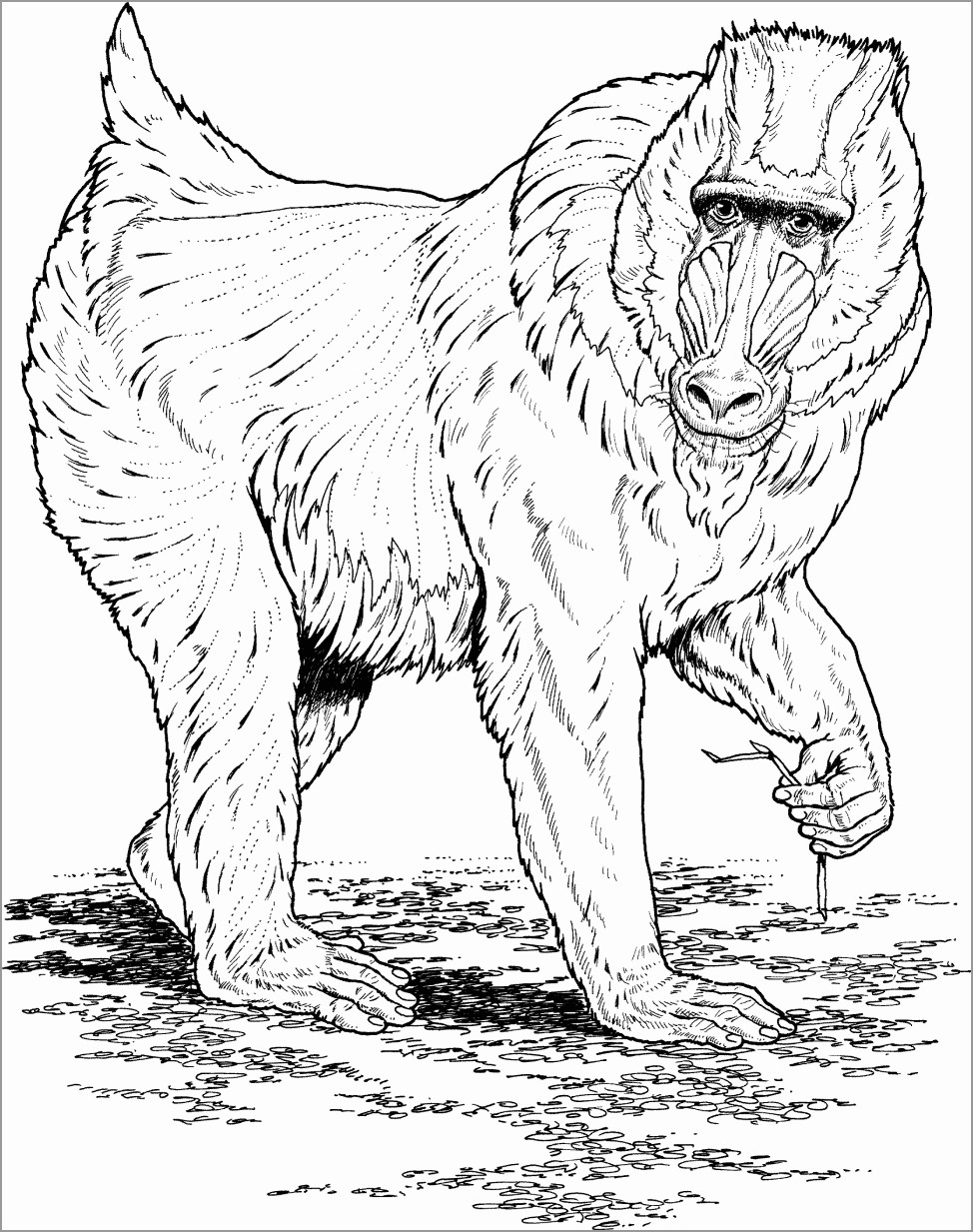 Baboon Coloring Pages