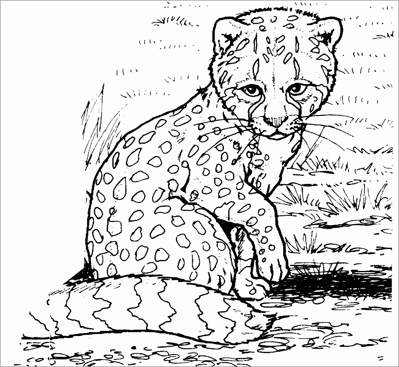 Cheetah Coloring Pages - ColoringBay