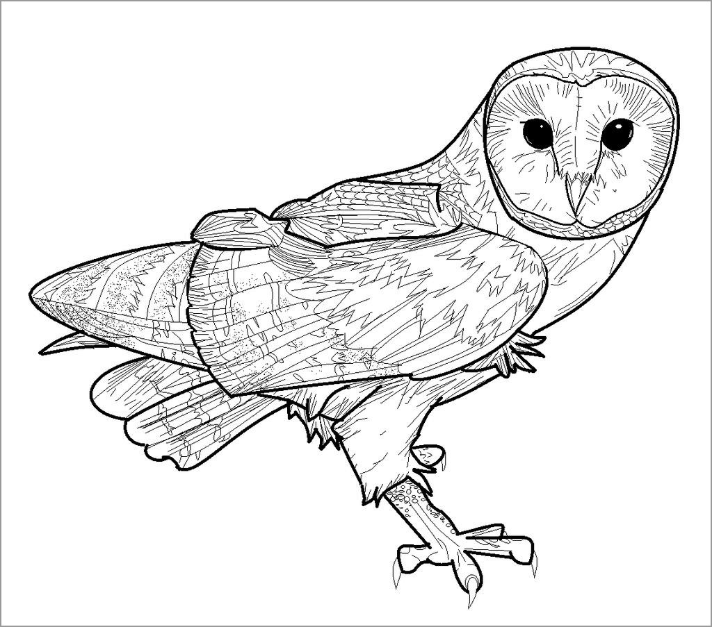 Realistic Barn Owls Coloring Pages   ColoringBay