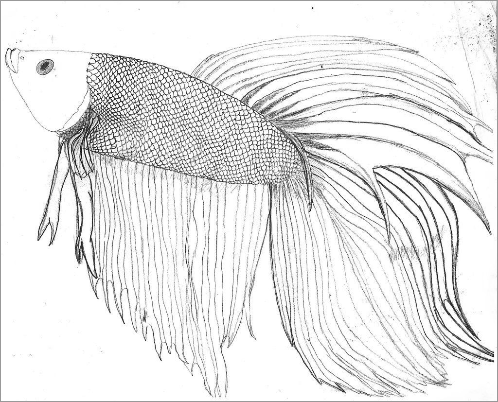 Free Printable Betta Fish Coloring Pages Betta Fish Coloring Pages ...