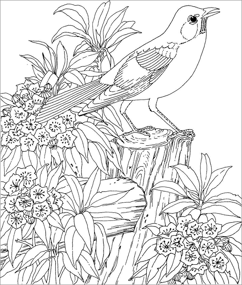 Realistic Bird Coloring Page for Adult