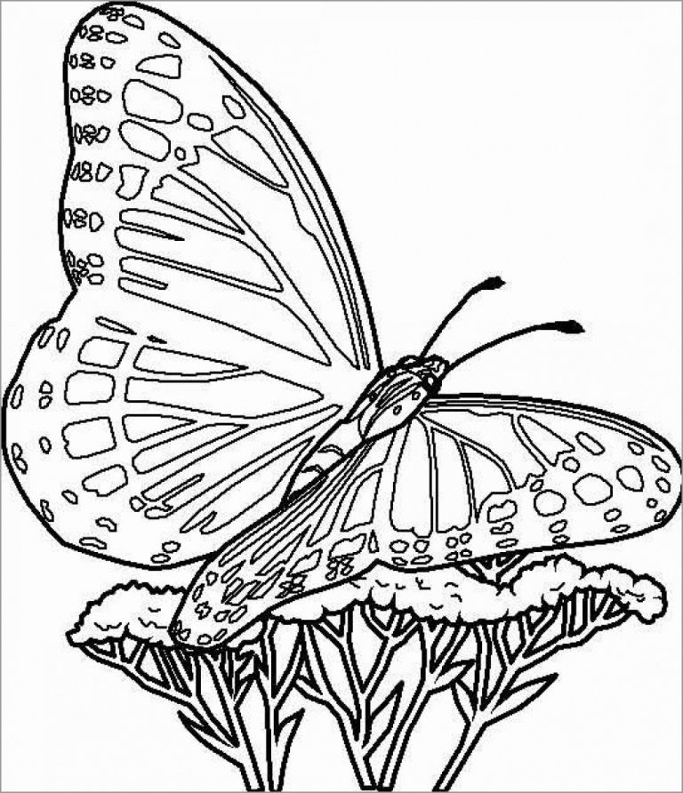 Realistic butterfly Coloring Pages for Kids - ColoringBay