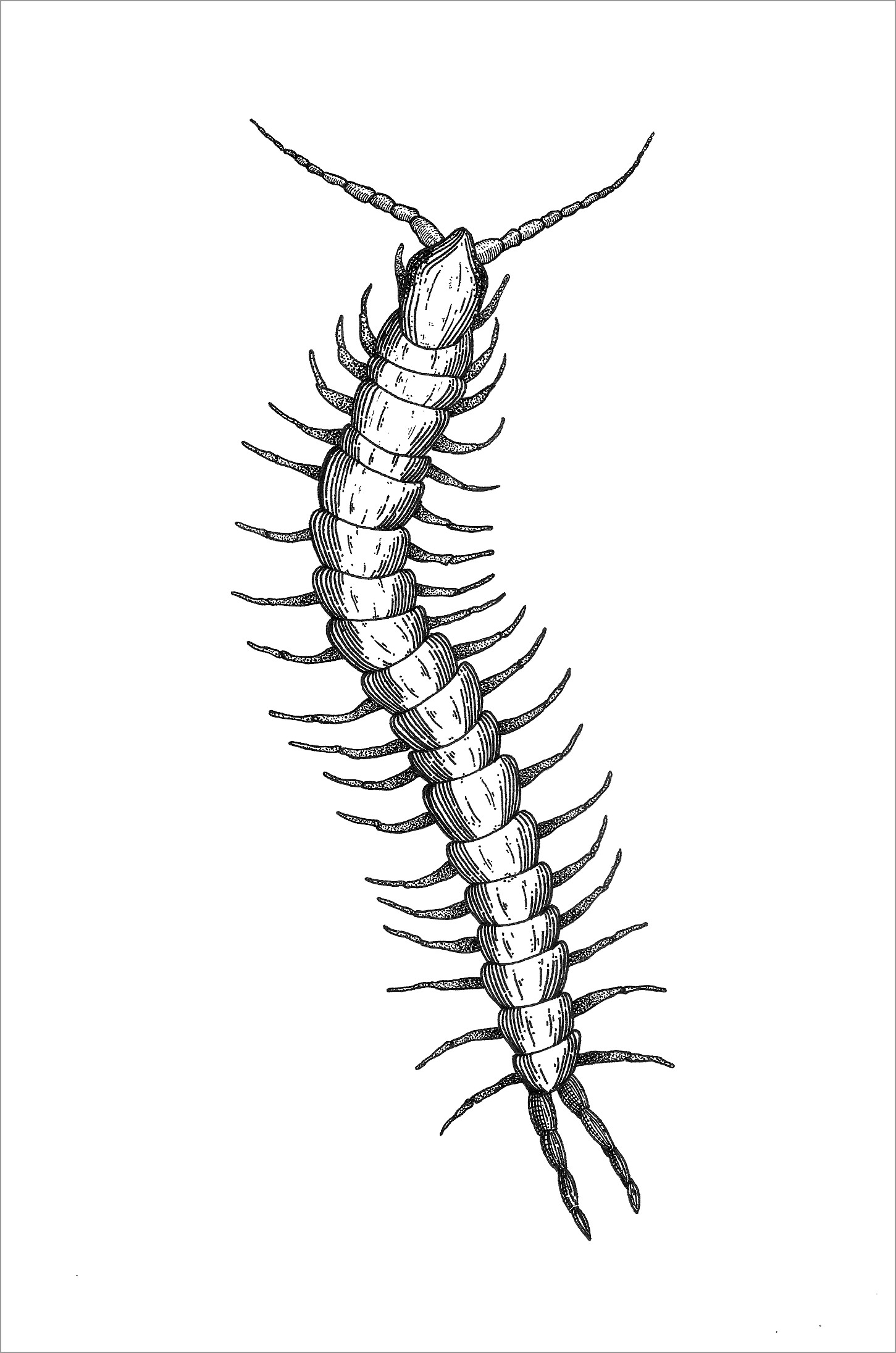 Realistic Centipede Coloring Page