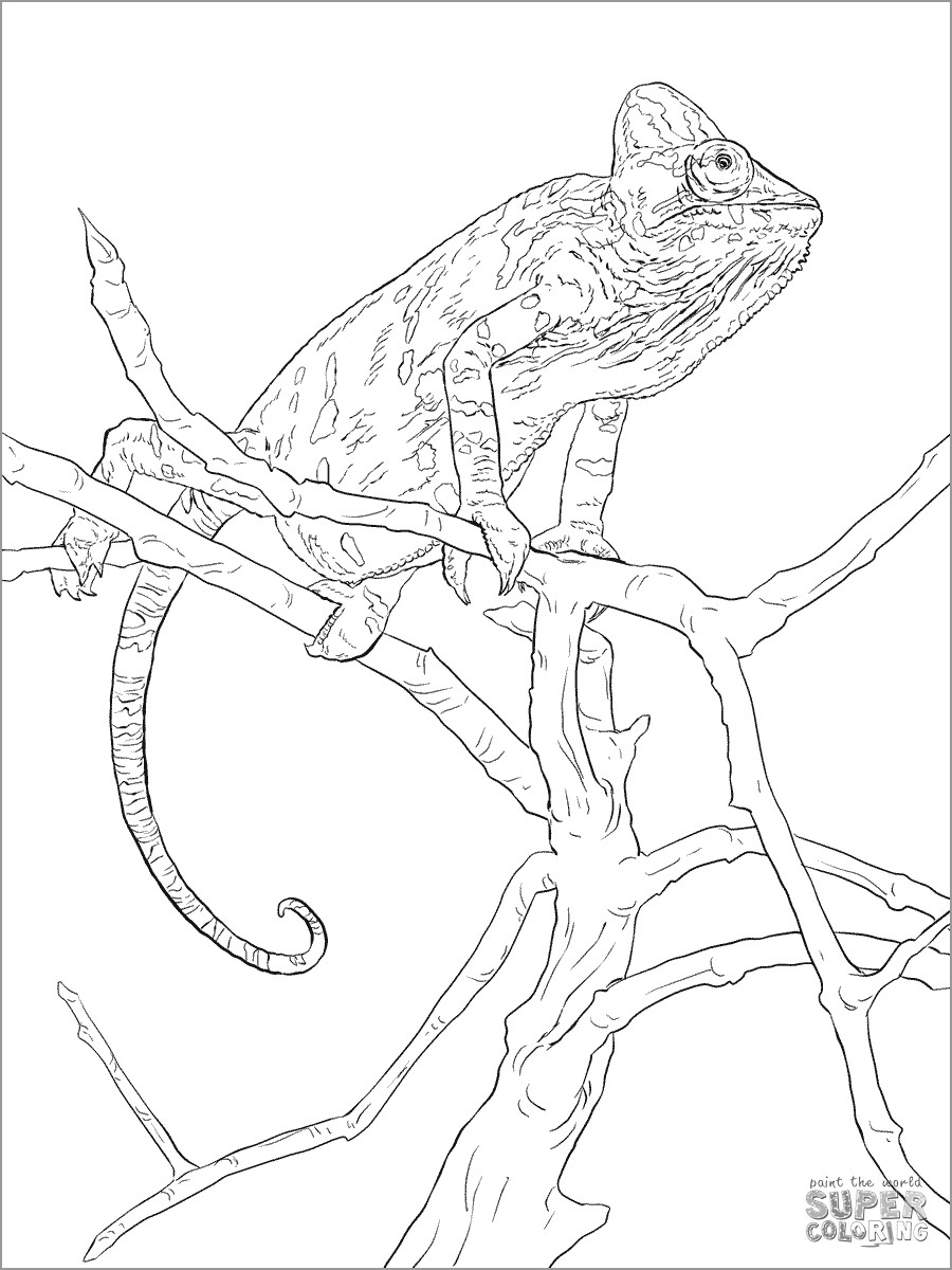 chameleon coloring pages - coloringbay