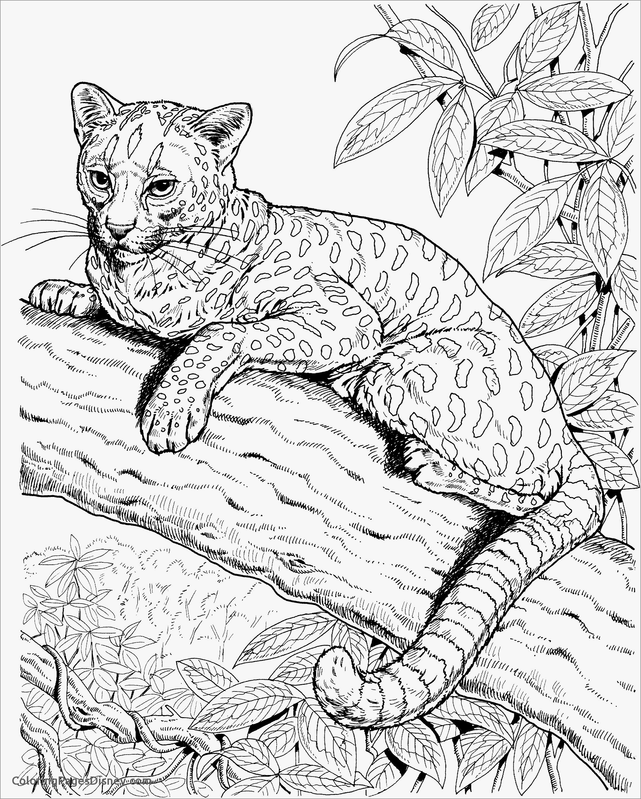 Realistic Cheetah Coloring Page