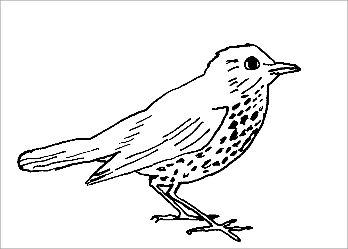 Realistic Chickadee Coloring Page