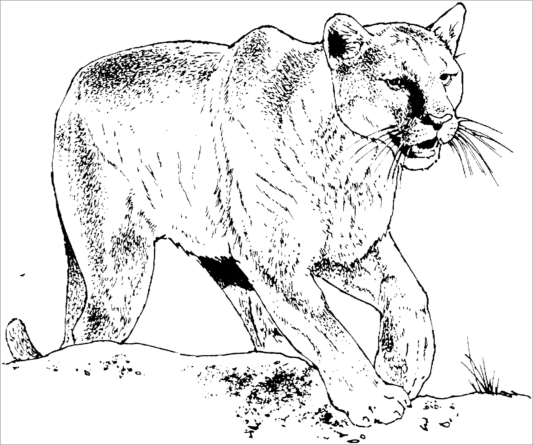 Realistic Cougar Coloring Page