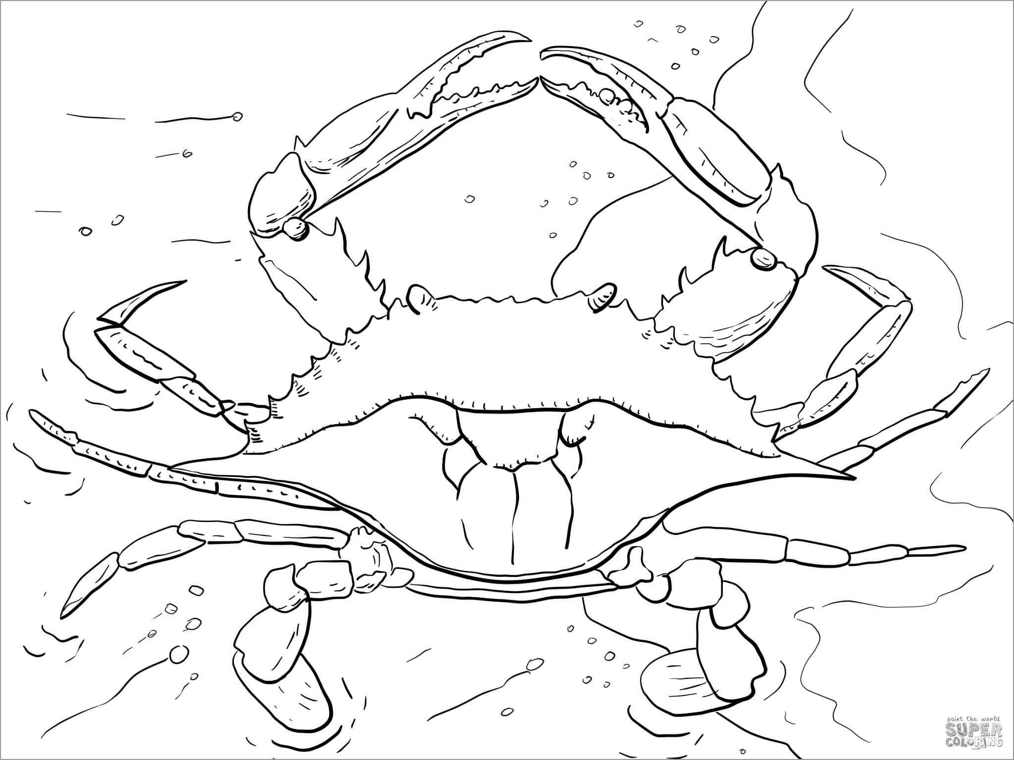 Realistic Crab Coloring Page for Adult