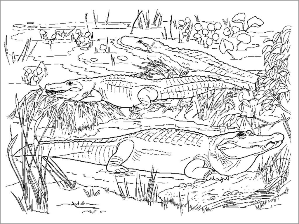 Realistic Crocodile Coloring Pages for Adults