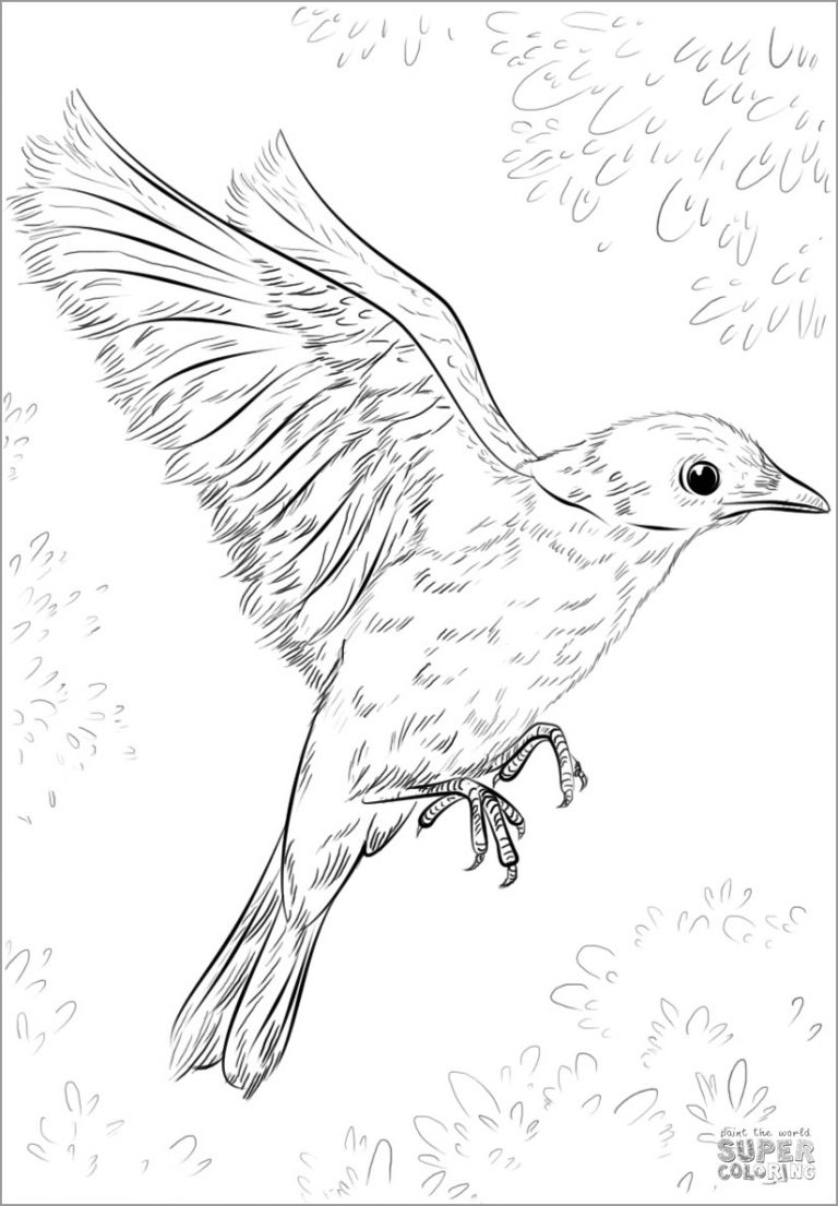 Realistic Cuckoo Bird Coloring Page - ColoringBay