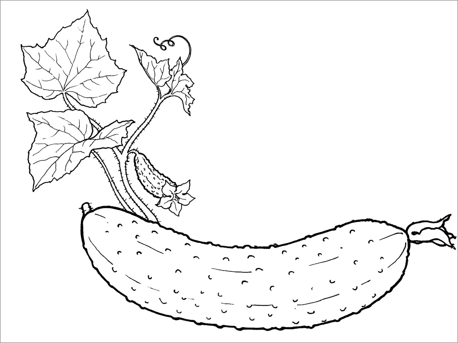Realistic Cucumbers Coloring Page