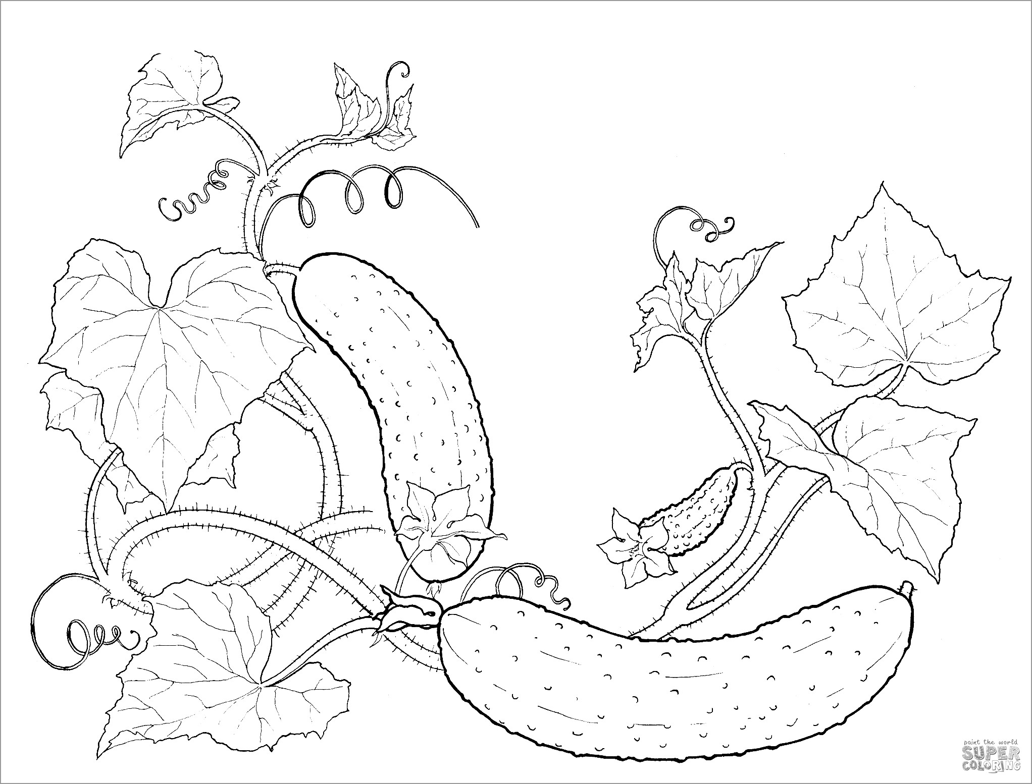 Realistic Cucumbers Plants Coloring Page