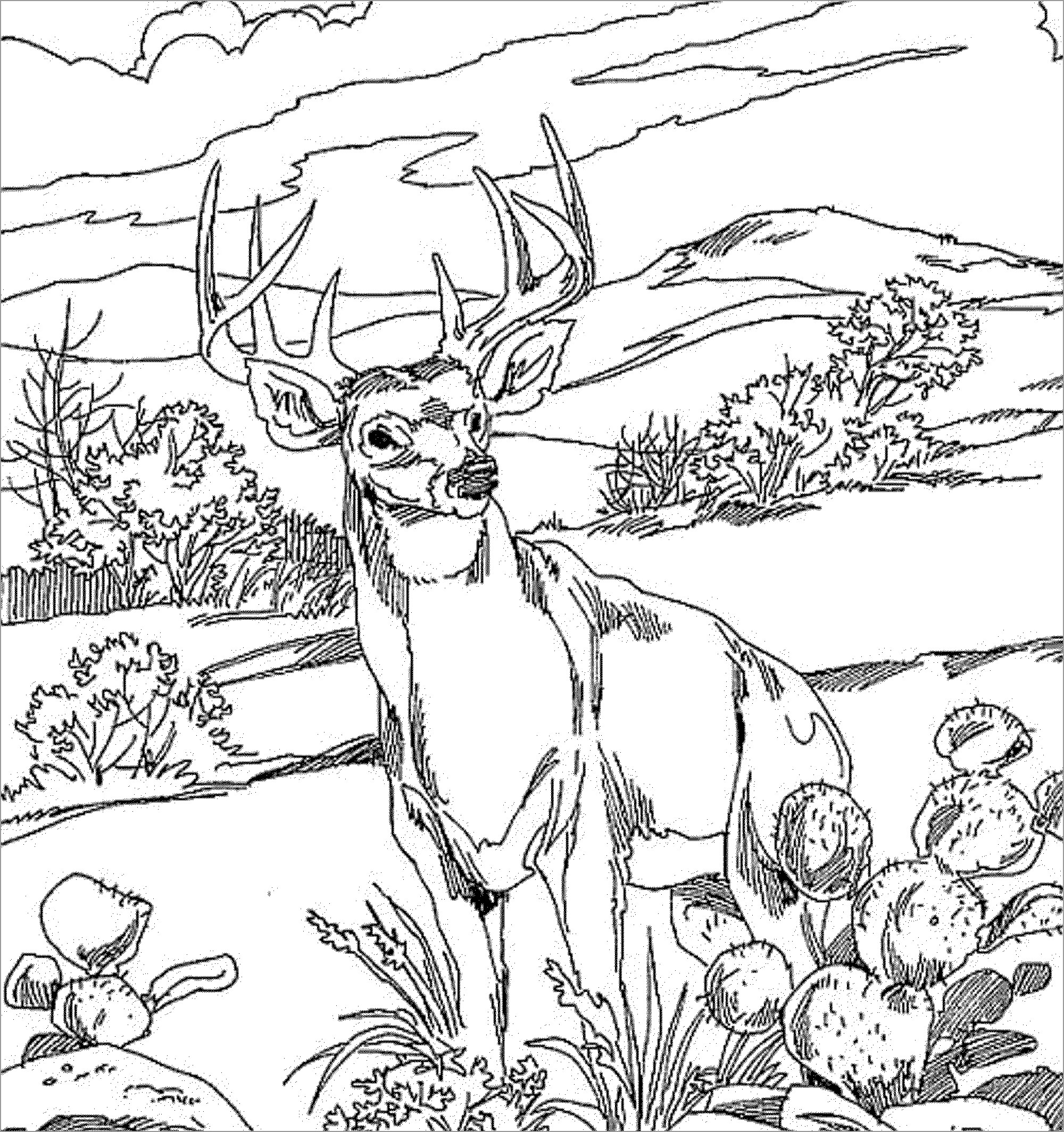 Realistic Deer Coloring Page for Adults   ColoringBay