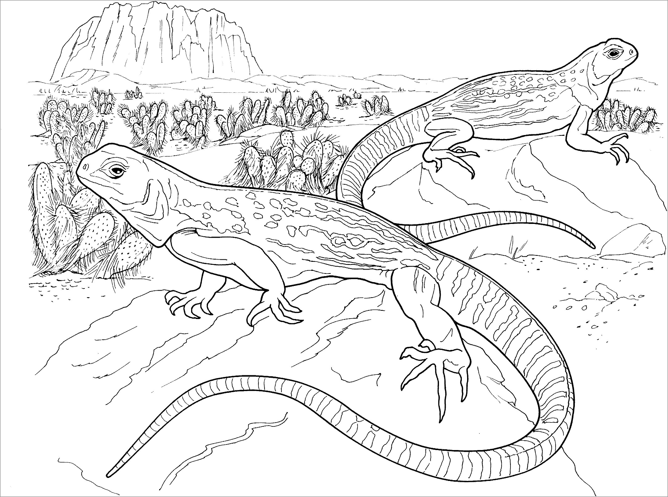 Realistic Desert Lizard Coloring Pages