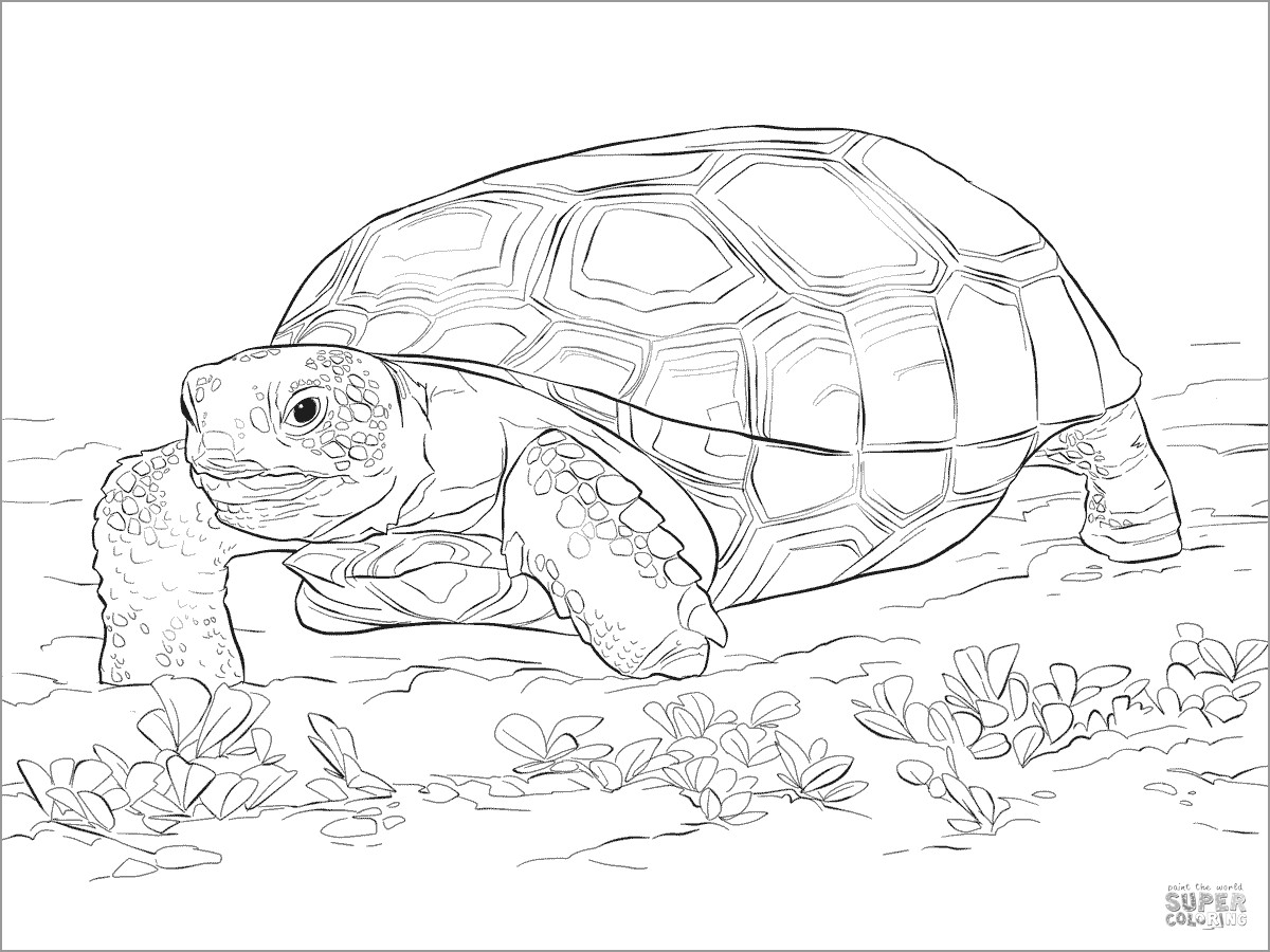 Realistic Gopher tortoise Coloring Page