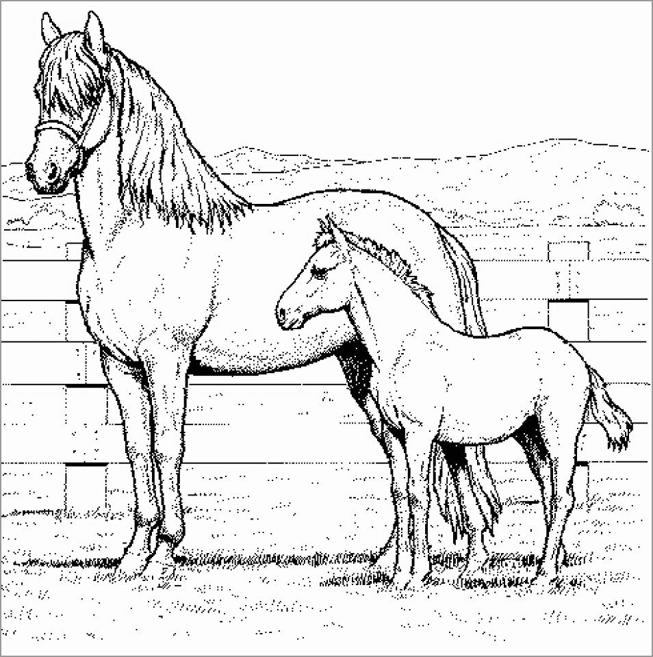 Realistic Horse Coloring Pages for Adults   ColoringBay