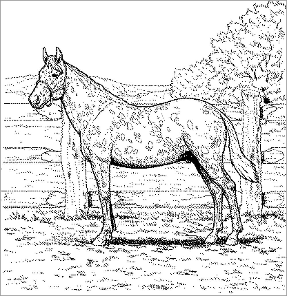 realistic horse coloring pages to print coloringbay