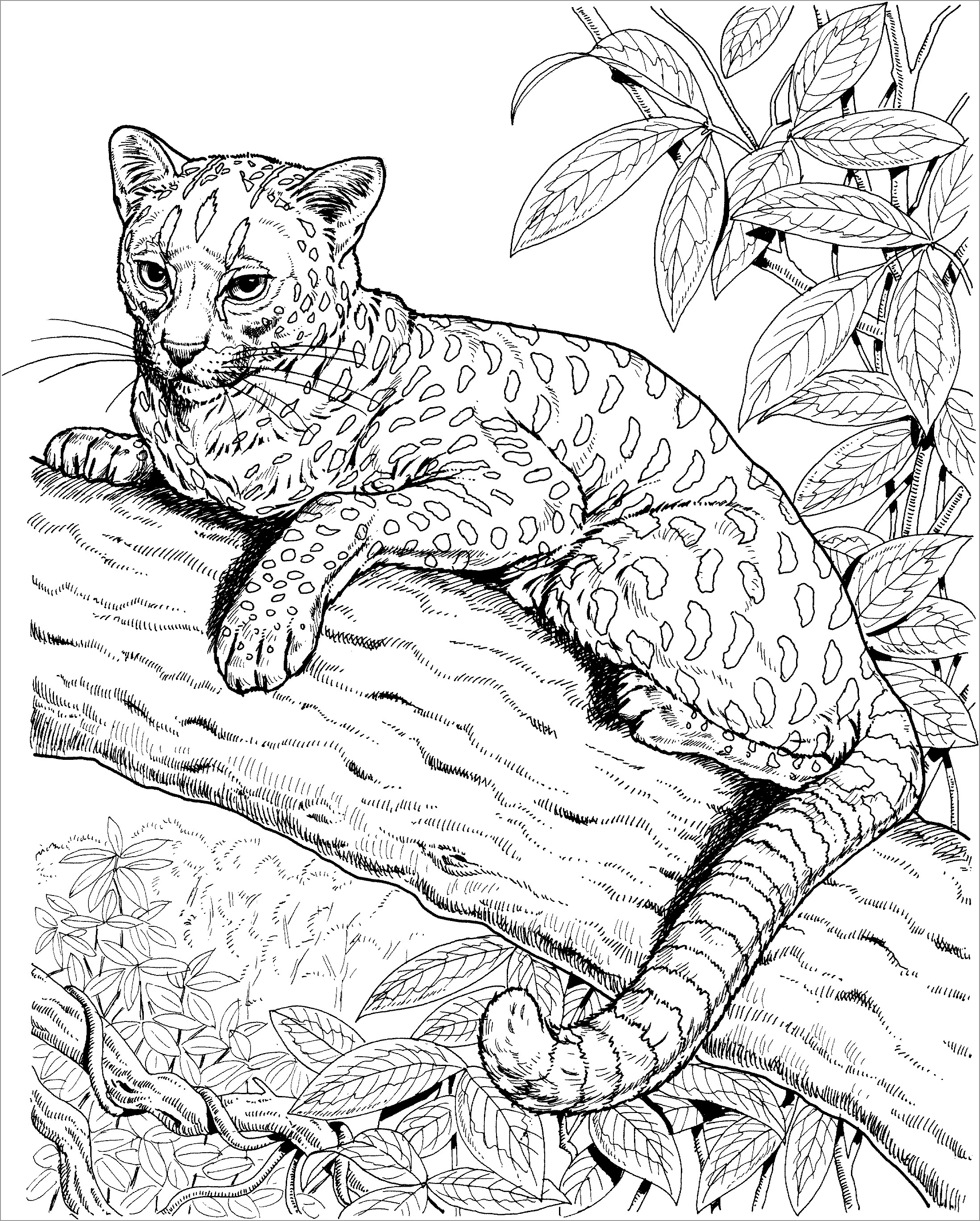 Jaguar Coloring Pages