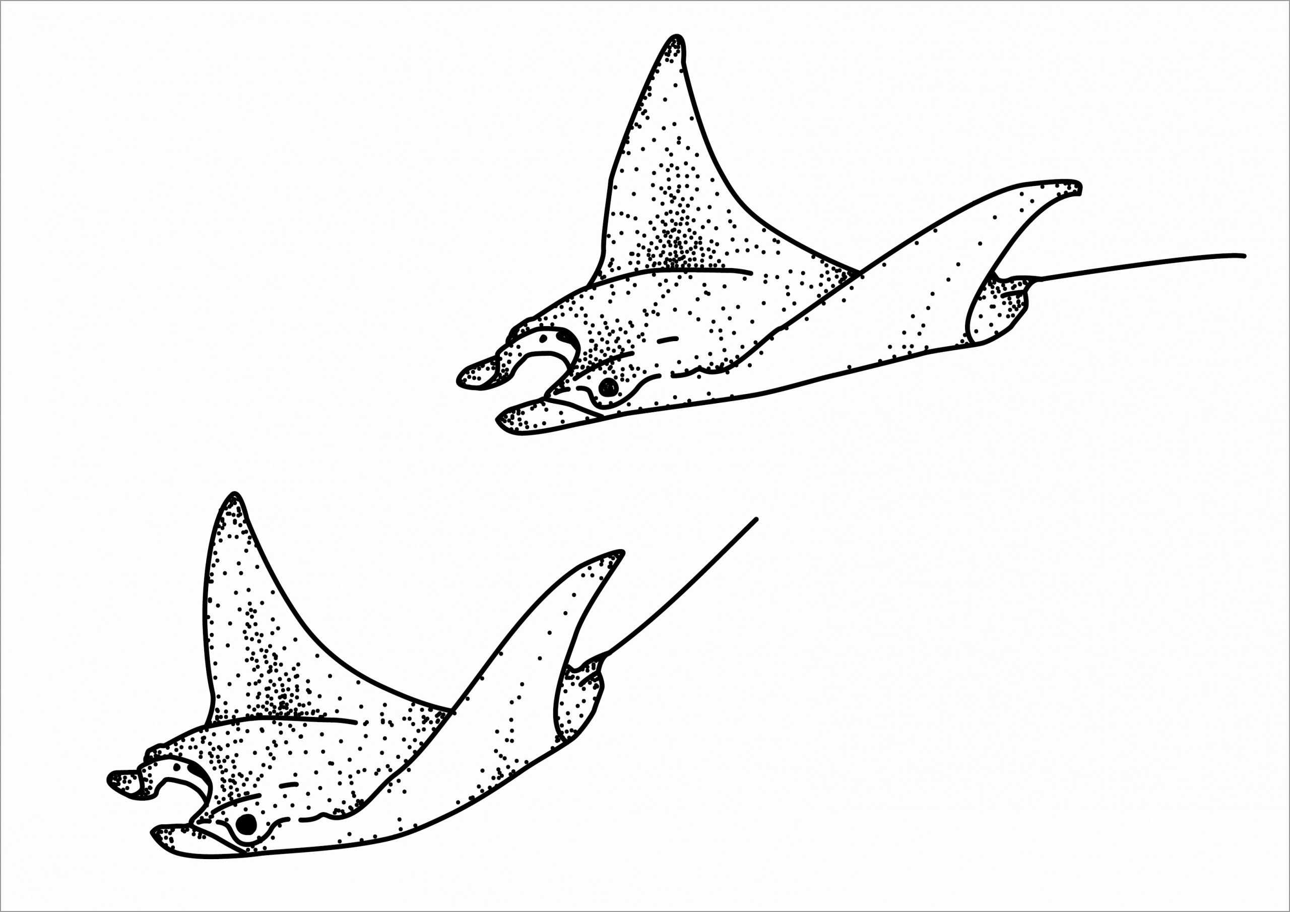 Manta Ray Coloring Pages Outline Drawing Clipart Clipartmag Printable ...