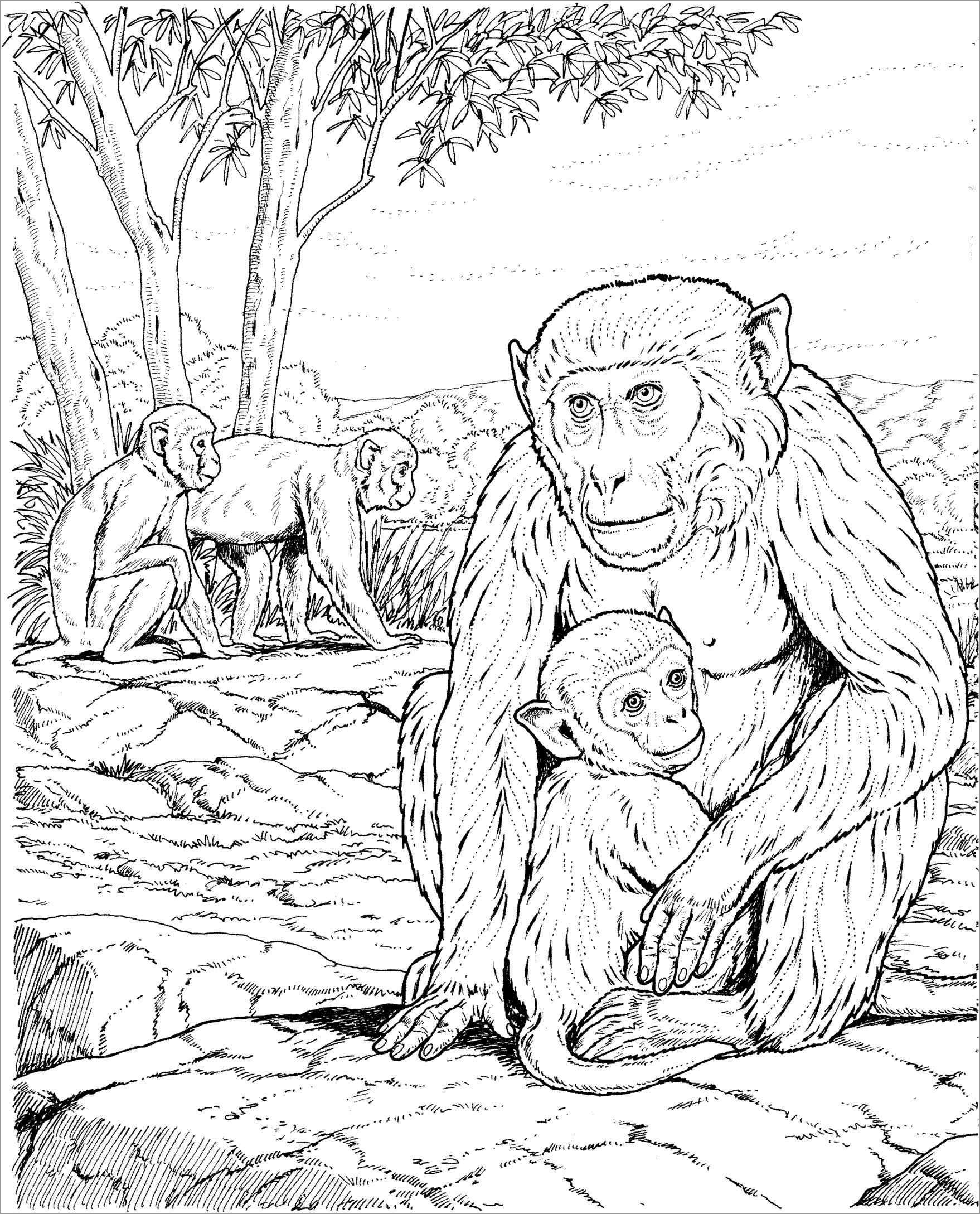 Realistic Moms and Baby Apes Coloring Pages