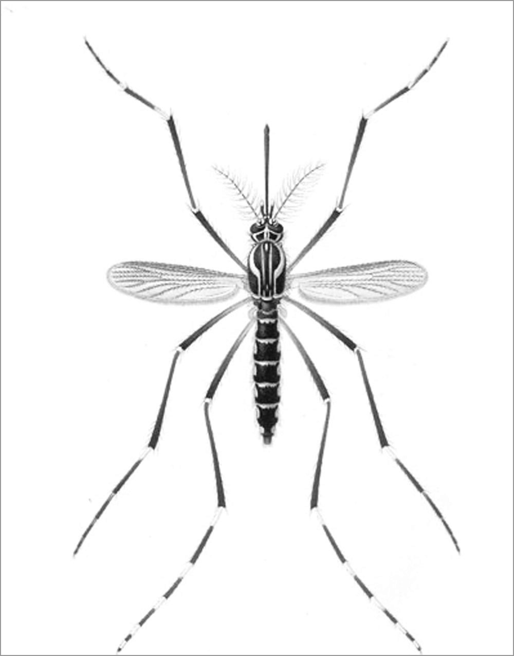Realistic Mosquito Coloring Page to Print