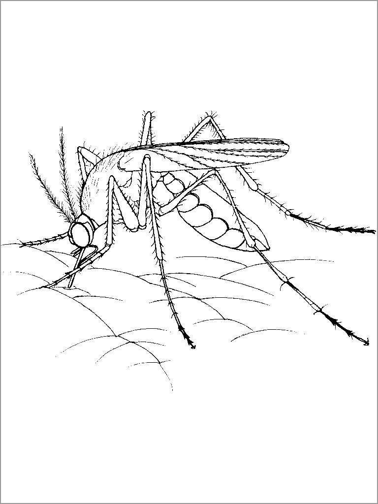 Realistic Mosquito Coloring Pages for Kids