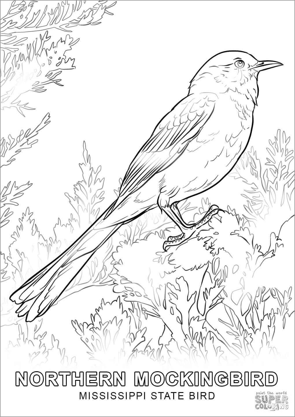 Realistic northern Mockingbird Coloring Pages