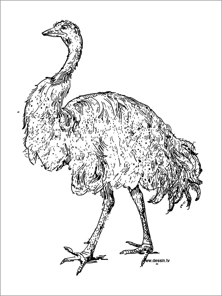 Realistic Ostrich Coloring Page
