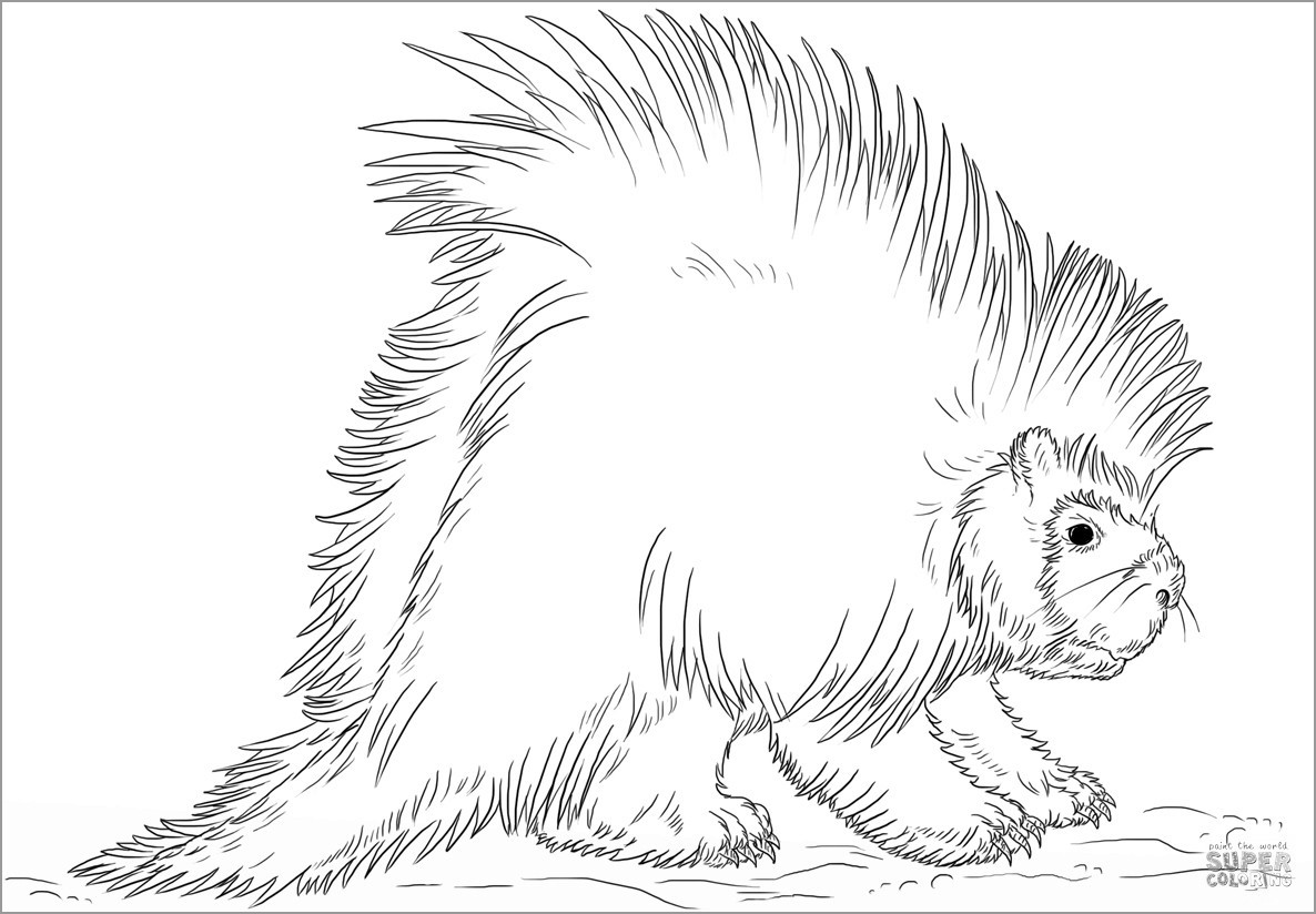 Realistic Porcupine Coloring Page