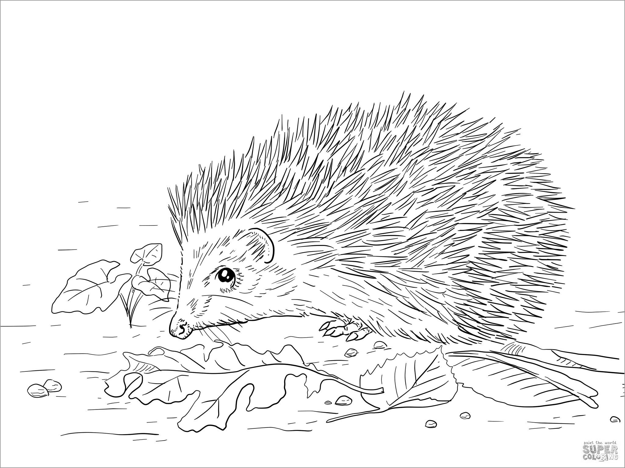 Porcupines Coloring Pages