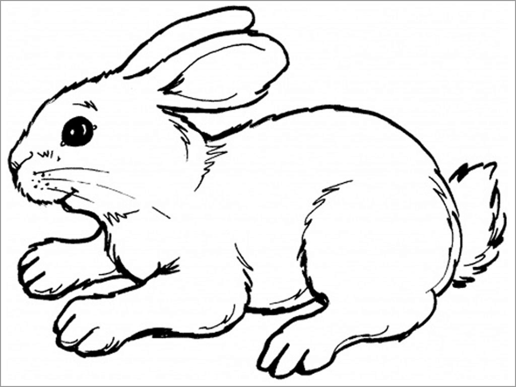 Realistic Rabbit Coloring Page for Kids