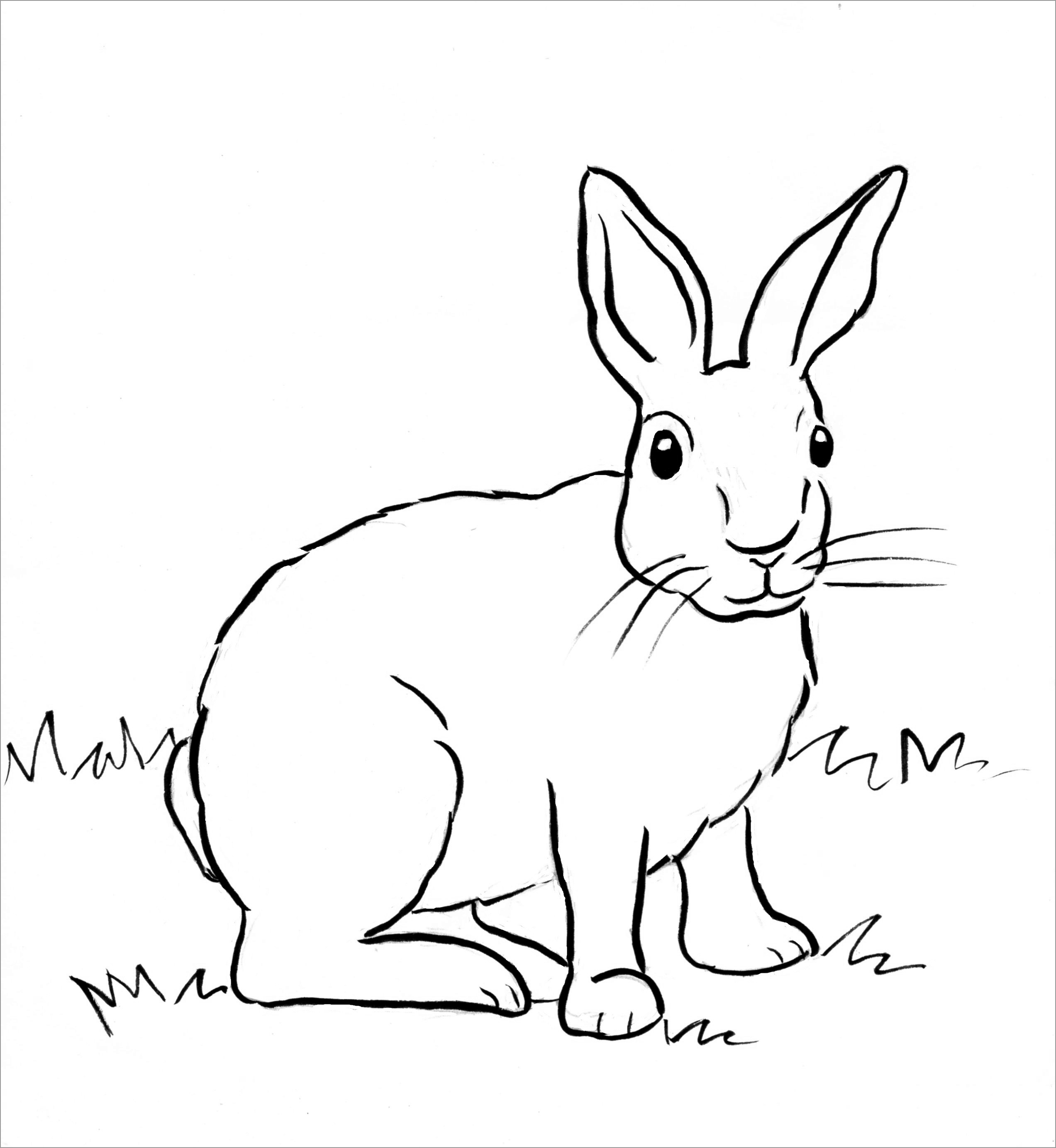 Realistic Rabbit Coloring Page to Print