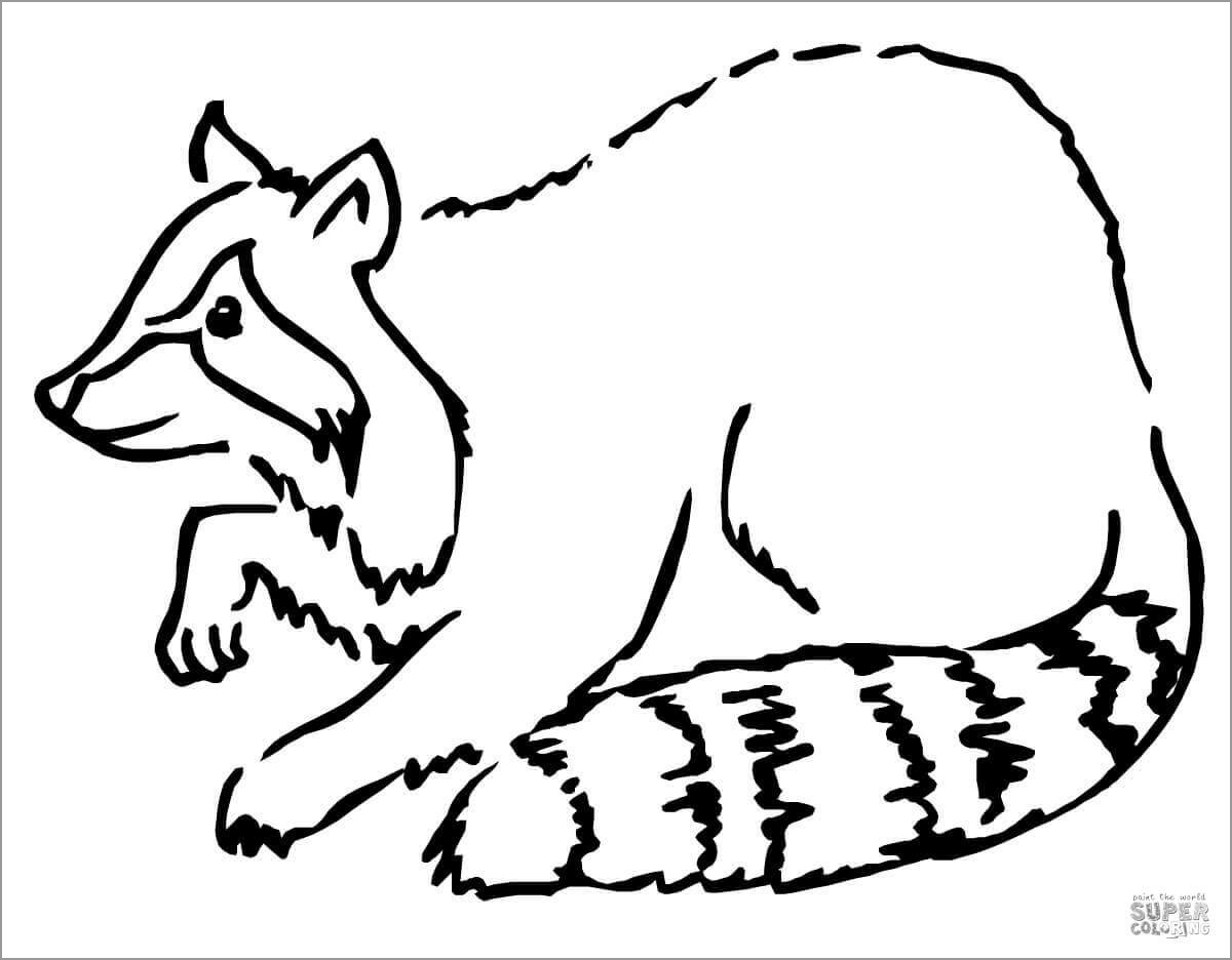 Realistic Raccoon Coloring Page