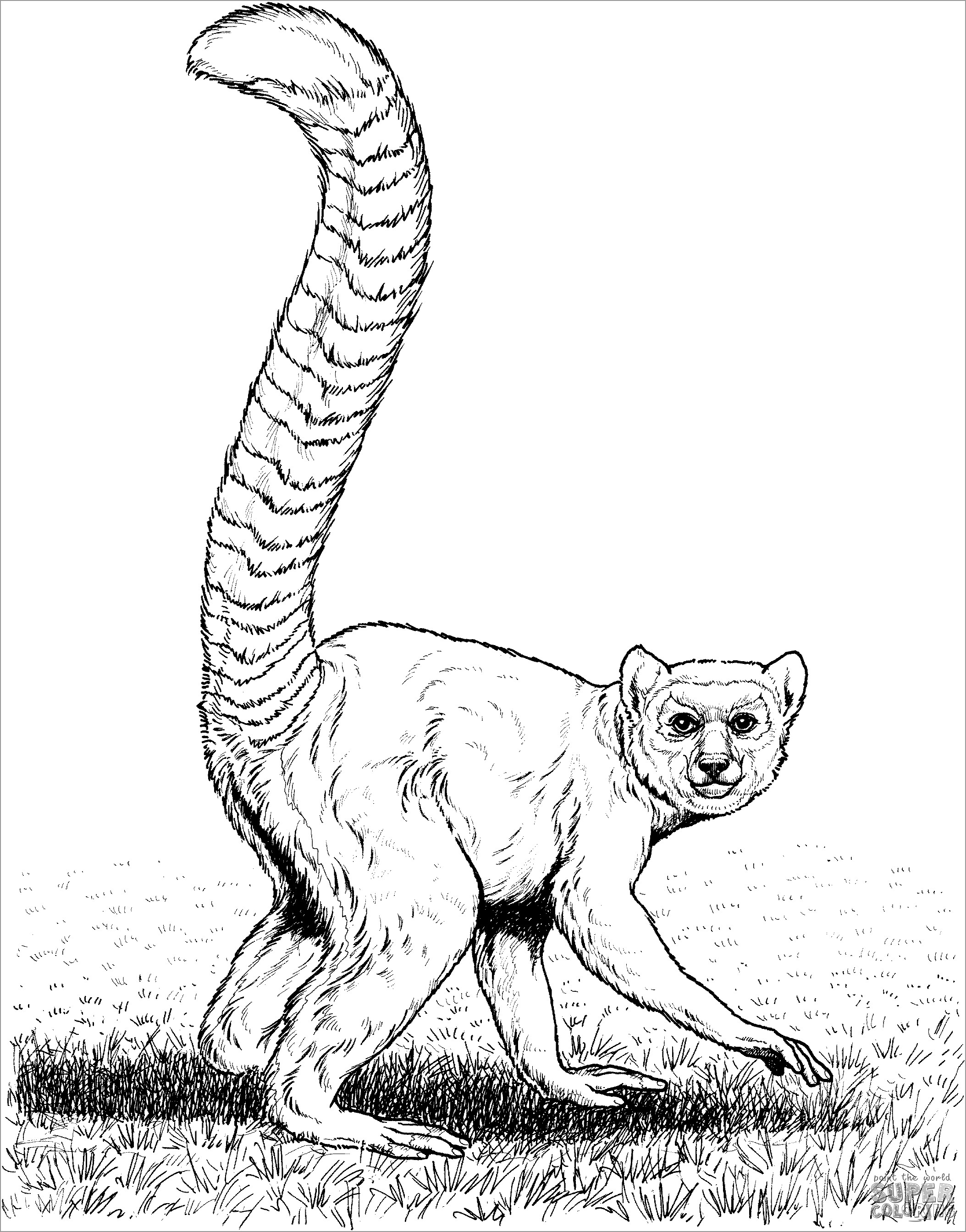 Realistic Ring Tailed Lemur Coloring Pages